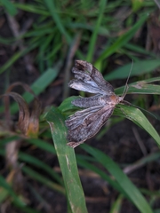 Hypena proboscidalis