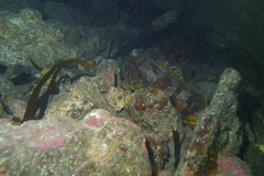 Helicolenus percoides