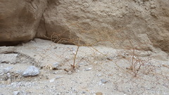 Eriogonum deflexum deflexum