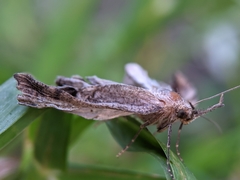 Hypena proboscidalis