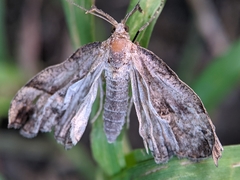 Hypena proboscidalis