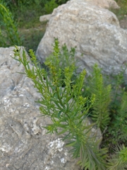 Linaria biebersteinii