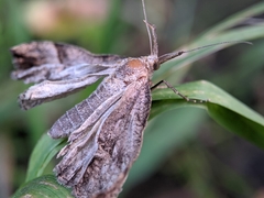 Hypena proboscidalis