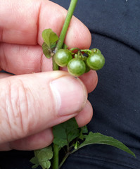 Solanum opacum