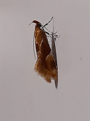 Epicallima formosella