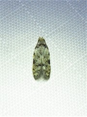 Taygete attributella