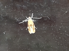 Epicallima formosella