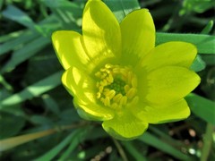 Ficaria verna ficariiformis