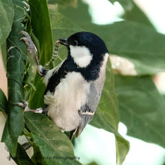Parus minor commixtus