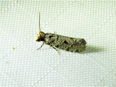 Amydria margoriella