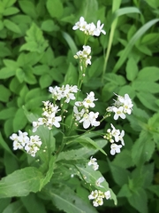 Armoracia rusticana