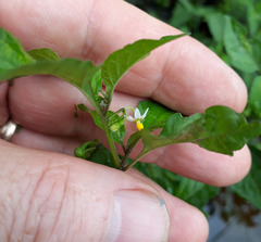 Solanum opacum