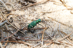 Cicindela patruela