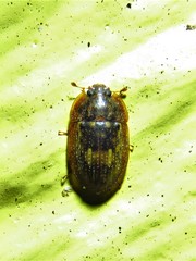 Lobiopa insularis