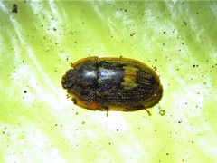 Lobiopa insularis