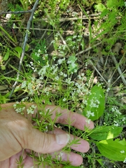 Galium concinnum