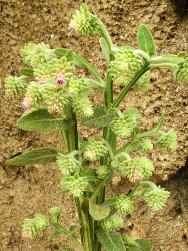 Laggera brevipes