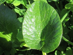 Ficaria verna ficariiformis