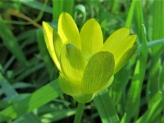 Ficaria verna ficariiformis