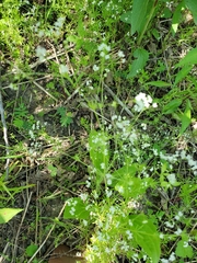 Galium concinnum