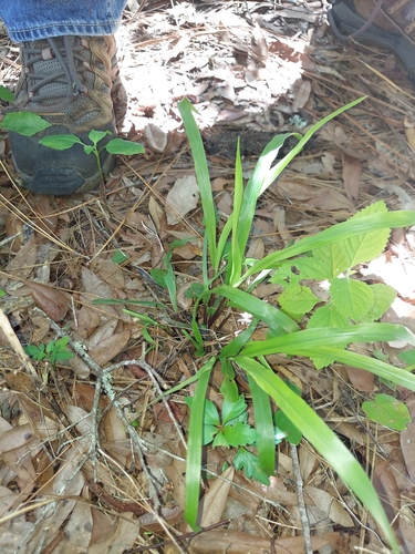 Image of Paspalum boscianum by (c) Athena Philips, some rights reserved (CC BY)