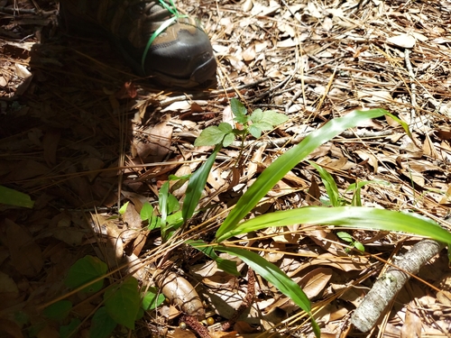 Image of Paspalum boscianum by (c) Athena Philips, some rights reserved (CC BY)