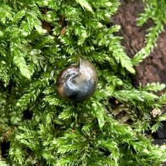 Morlina glabra
