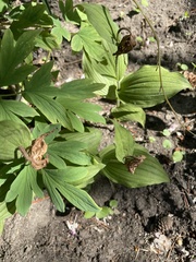 Cypripedium parviflorum