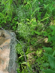 Galium concinnum
