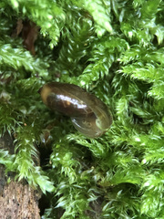 Morlina glabra
