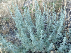 Artemisia taurica
