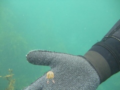 Copula sivickisi