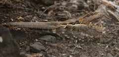 Caprimulgus clarus