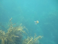 Copula sivickisi