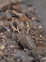 Caprimulgus clarus