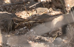 Caprimulgus clarus