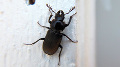 Platycerus depressus