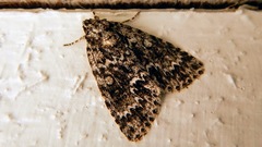Acronicta fragilis