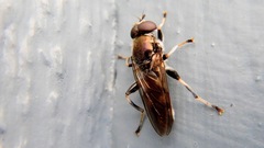 Chalcosyrphus anthreas