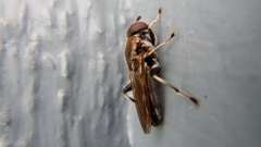 Chalcosyrphus anthreas