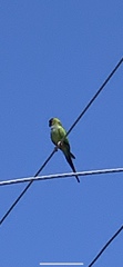 Aratinga