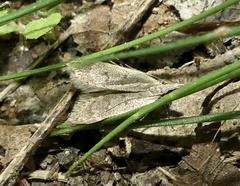 Dichomeris punctidiscellus