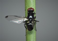 Seioptera vibrans