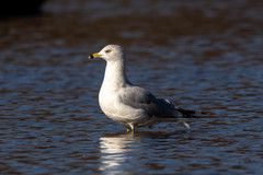 Larus delawarensis