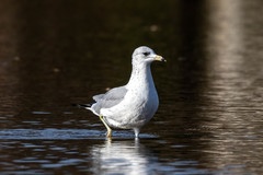 Larus delawarensis