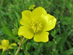 Ranunculus marginatus