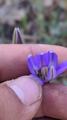 Brodiaea coronaria