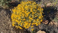 Psilostrophe gnaphalodes