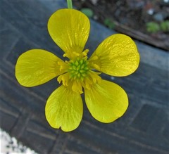Ranunculus marginatus