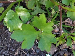 Ranunculus marginatus